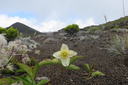 Clematis mauritiana - Liane marabit - RANUNCULACEE Masc., Mada. 