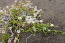 Clematis mauritiana - Liane marabit - RANUNCULACEE Masc., Mada. 