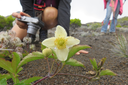 Clematis mauritiana - Liane marabit - RANUNCULACEE Masc., Mada. 