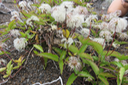 Clematis mauritiana - Liane marabit - RANUNCULACEE Masc., Mada. 