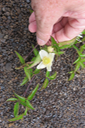 Clematis mauritiana - Liane marabit - RANUNCULACEE Masc., Mada. 