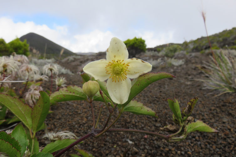 Clematis mauritiana - Liane marabit - RANUNCULACEE Masc., Mada. 