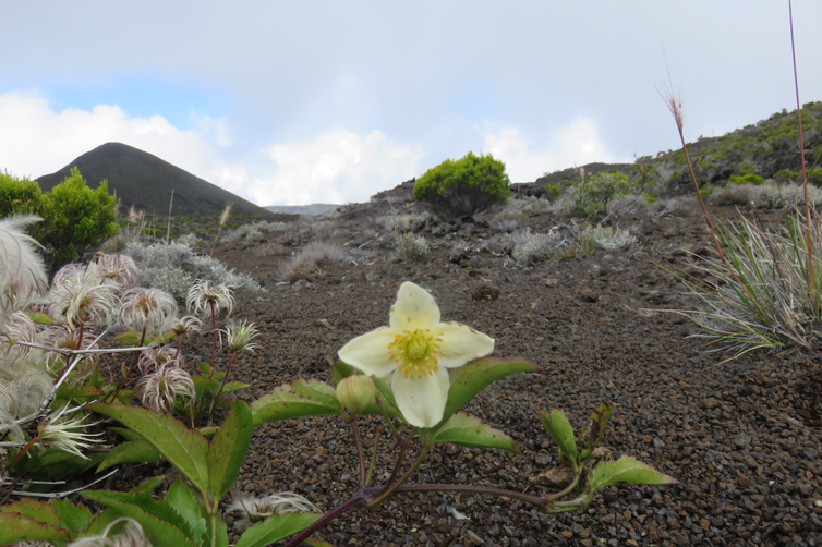 Clematis mauritiana - Liane marabit - RANUNCULACEE Masc., Mada. 