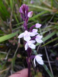 cynorkis constellata P1230576
