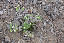 Psiadia callocephala - ASTERACEE  - Endémique