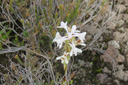 Satyrium amoenum - Satyre charmant - ORCHIDACEE Indigène 