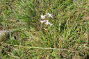 Satyrium amoenum - Satyre charmant - ORCHIDACEE Indigène (Mare de Scories)