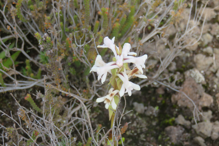 Satyrium amoenum - Satyre charmant - ORCHIDACEE Indigène 