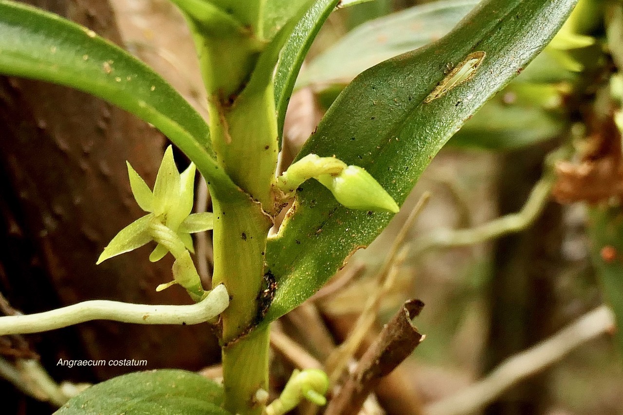 Angraecum costatum.orchidaceae.endémique Réunion. (2).jpeg