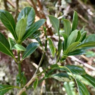 Claoxylon parviflorum -bois d&rsquo;&rsquo;oiseaux.euphorbiaceae.endémique Réunion Maurice Rodrigues..jpeg
