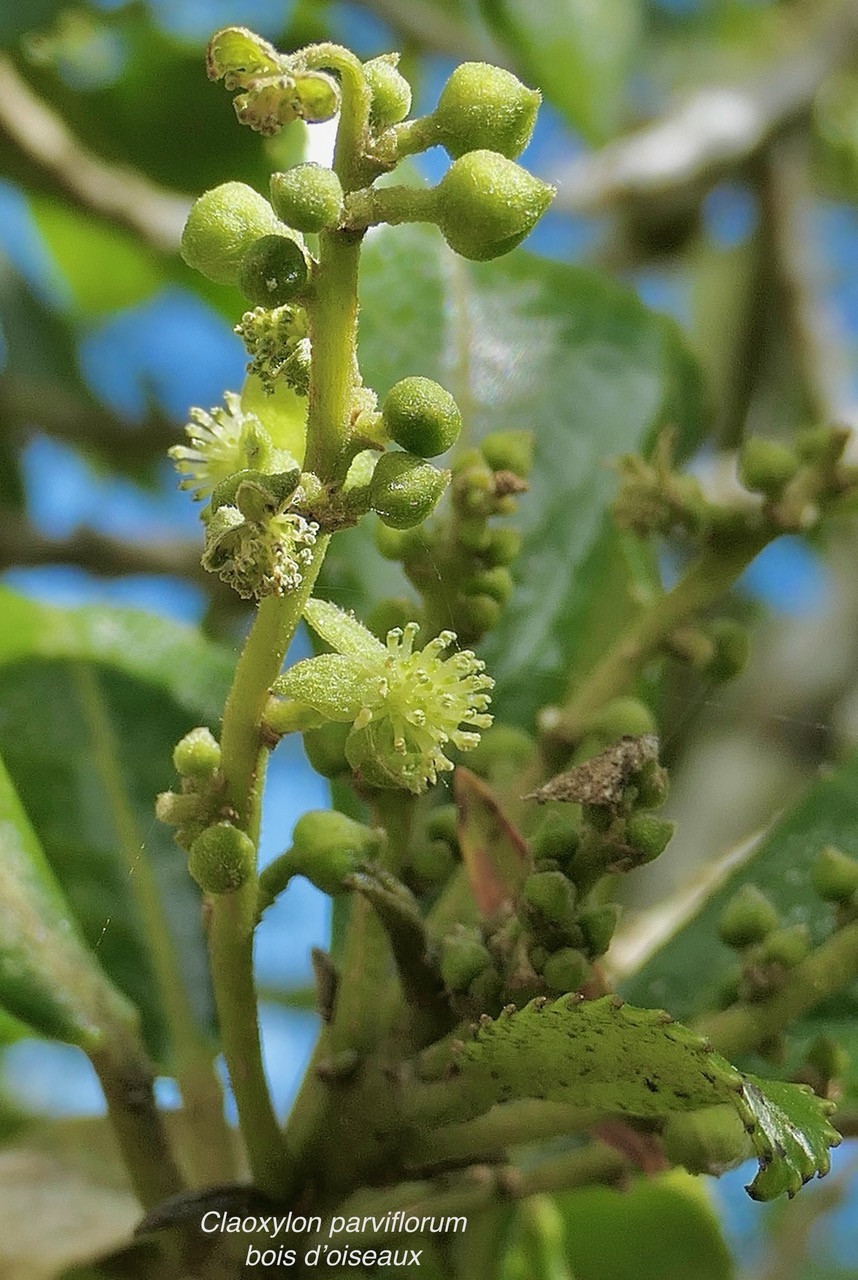 Claoxylon parviflorum -bois d&rsquo;&rsquo;oiseaux( inflorescence ) .euphorbiaceae.endémique Réunion Maurice Rodrigues..jpeg