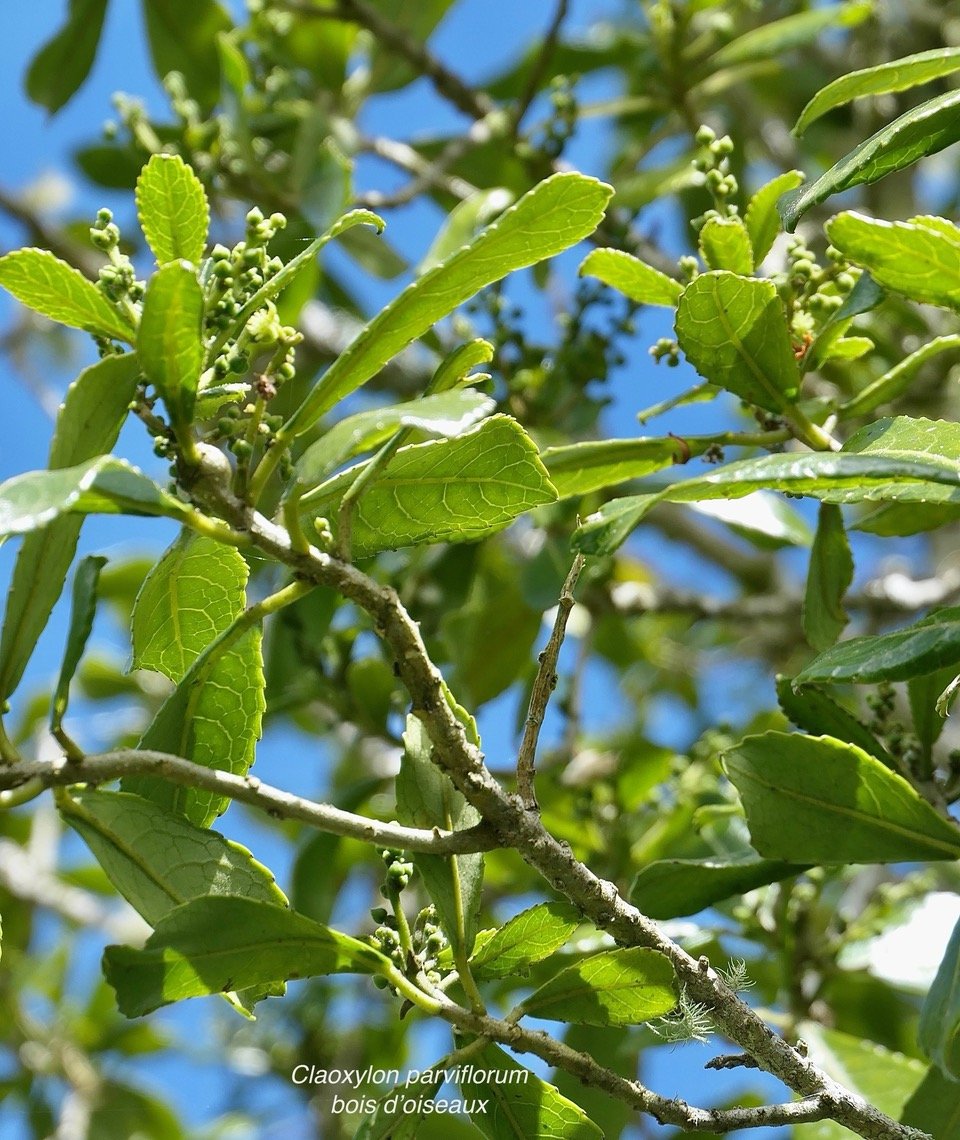 Claoxylon parviflorum -bois d&rsquo;&rsquo;oiseaux.euphorbiaceae.endémique Réunion Maurice Rodrigues..jpeg