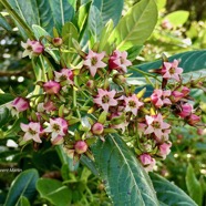 Geniostoma pedunculatum. petit bois de rat. loganiaceae.endémique Réunion Maurice. (2).jpeg