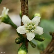 Geniostoma pedunculatum. petit bois de rat. loganiaceae.endémique Réunion Maurice..jpeg