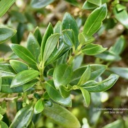 Erica arborescens.branle filao.ericaceae.endémique Réunion..jpeg