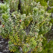 Phylica nitida  ambaville bâtard.rhamnaceae.endémique Réunion Maurice.jpeg