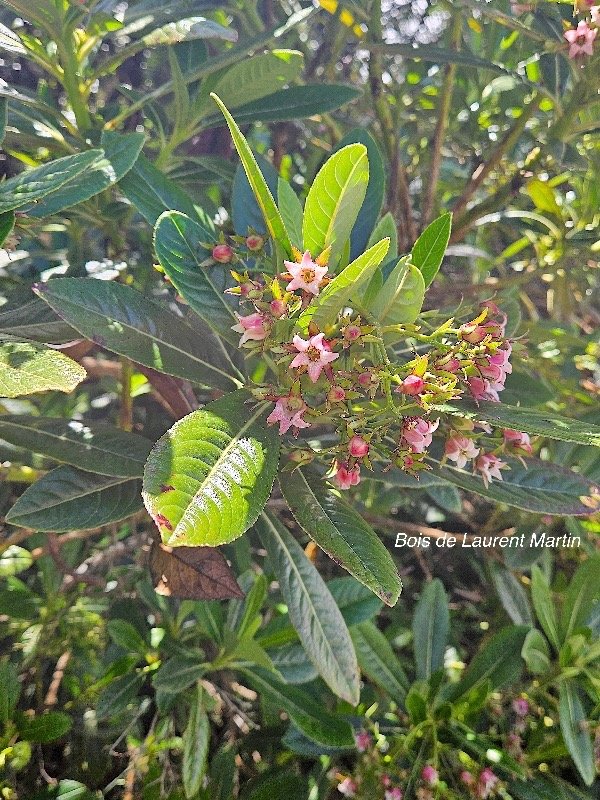 Forgesia racemosa Bois de Laurent Martin Es calloniaceae Endémique La Réunion 23.jpeg