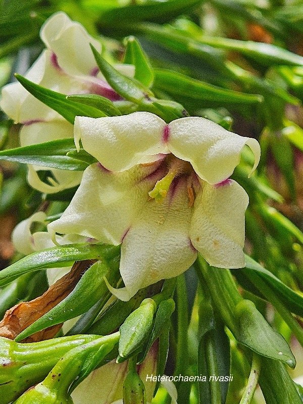 Heterochaenia rivalsii Campanulaceae Endémique La Réunion 10.jpeg
