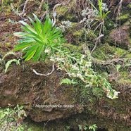 Heterochaenia rivalsii Campanulaceae Endémique La Réunion 55.jpeg