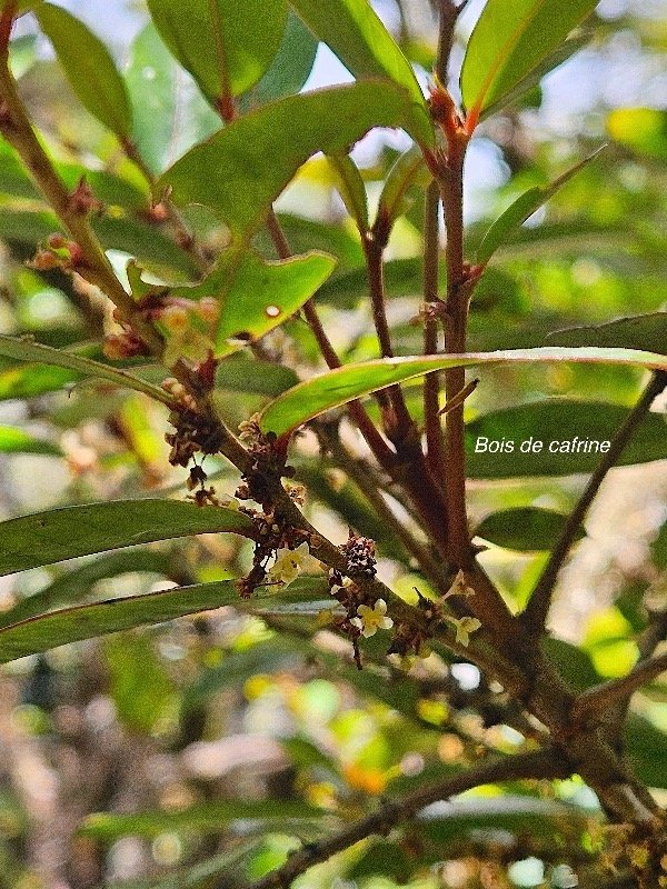 Phyllanthus phillyreifolius Bois de cafrine Phyll anthaceae Endémique La Réunion, Maurice 30.jpeg