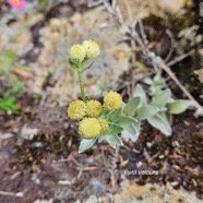 Psiadia argentea Petit velours Aster aceae Endémique La Réunion 940.jpeg