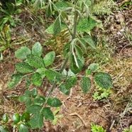 Rubus apetalus Ronce blanche Rosa ceae Indigène La Réunion 32.jpeg