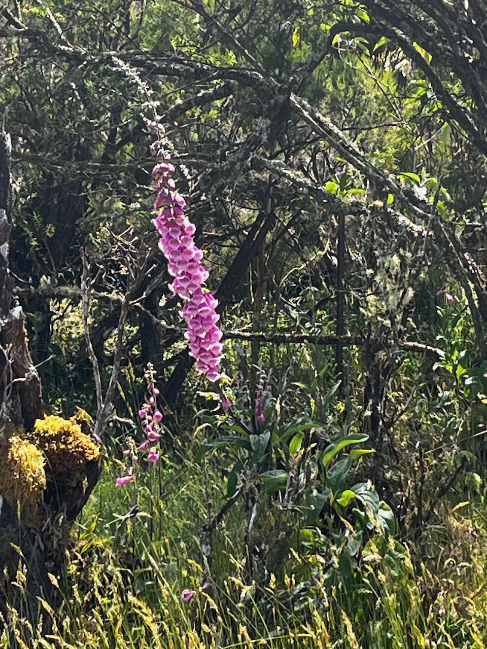 3. Digitalis purpurea  digitale pourpre .plantaginaceae. exotique envahissante IMG_2195.HEIC.jpeg