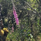 3. Digitalis purpurea  digitale pourpre .plantaginaceae. exotique envahissante IMG_2195.HEIC.jpeg