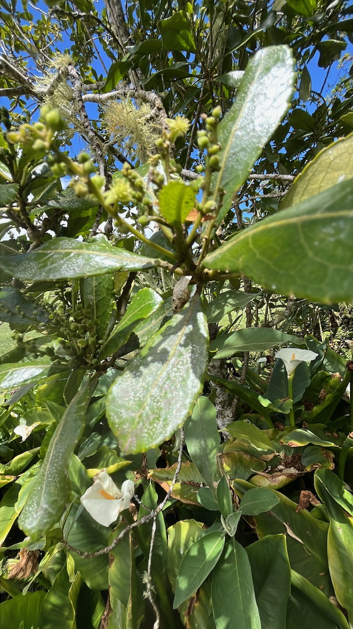 4. Fleurs -  ??? Claoxylon glandulosum - Grand Bois d'oiseau - Euphorbiacée - B.jpeg