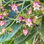 7.  Fleurs Forgesia racemosa - Bois de Laurent Martin - Escalloniacée - B MG_2205.HEIC.jpeg