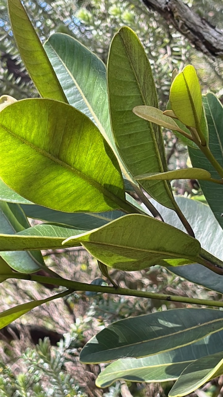 12. Sideroxylon borbonicum - Bois de fer batard-Natte coudine-&hellip; - SAPOTACEAE - Endémique Réunion.jpeg