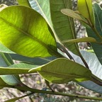 12. Sideroxylon borbonicum - Bois de fer batard-Natte coudine-&hellip; - SAPOTACEAE - Endémique Réunion.jpeg