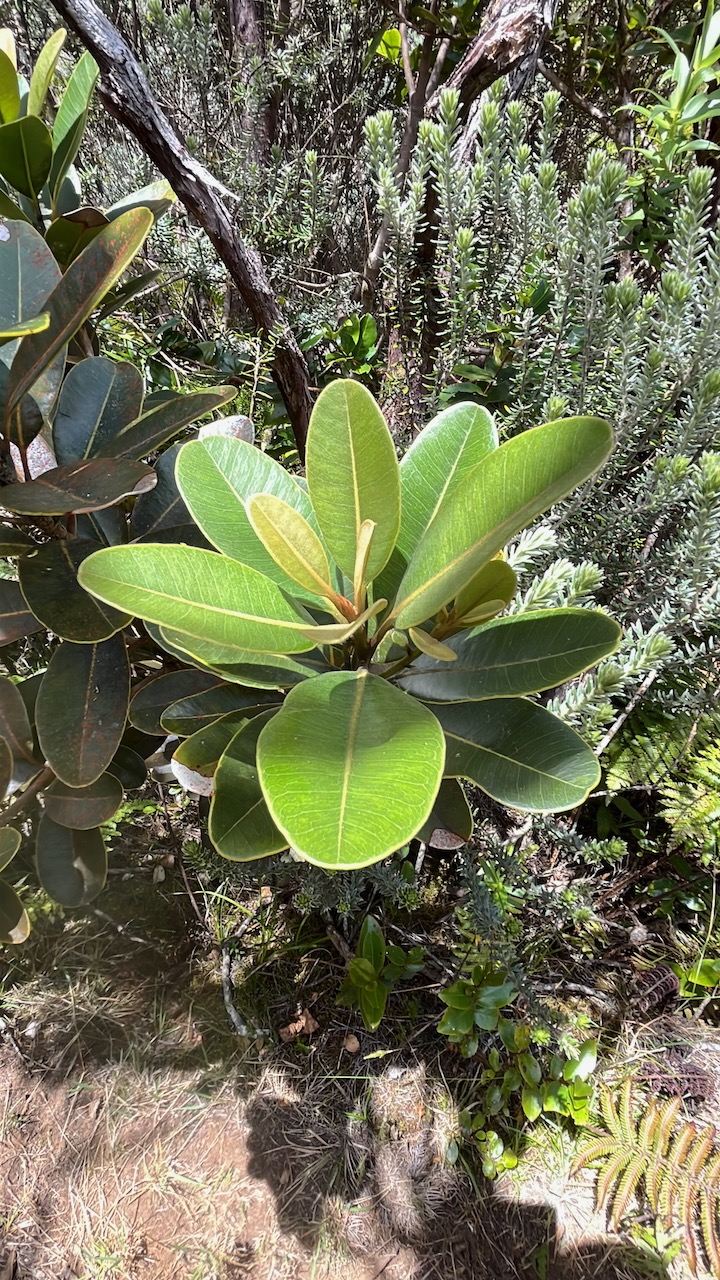 13. Sideroxylon borbonicum - Bois de fer batard-Natte coudine-&hellip; - SAPOTACEAE - Endémique Réunion IMG_2226.HEIC.jpeg