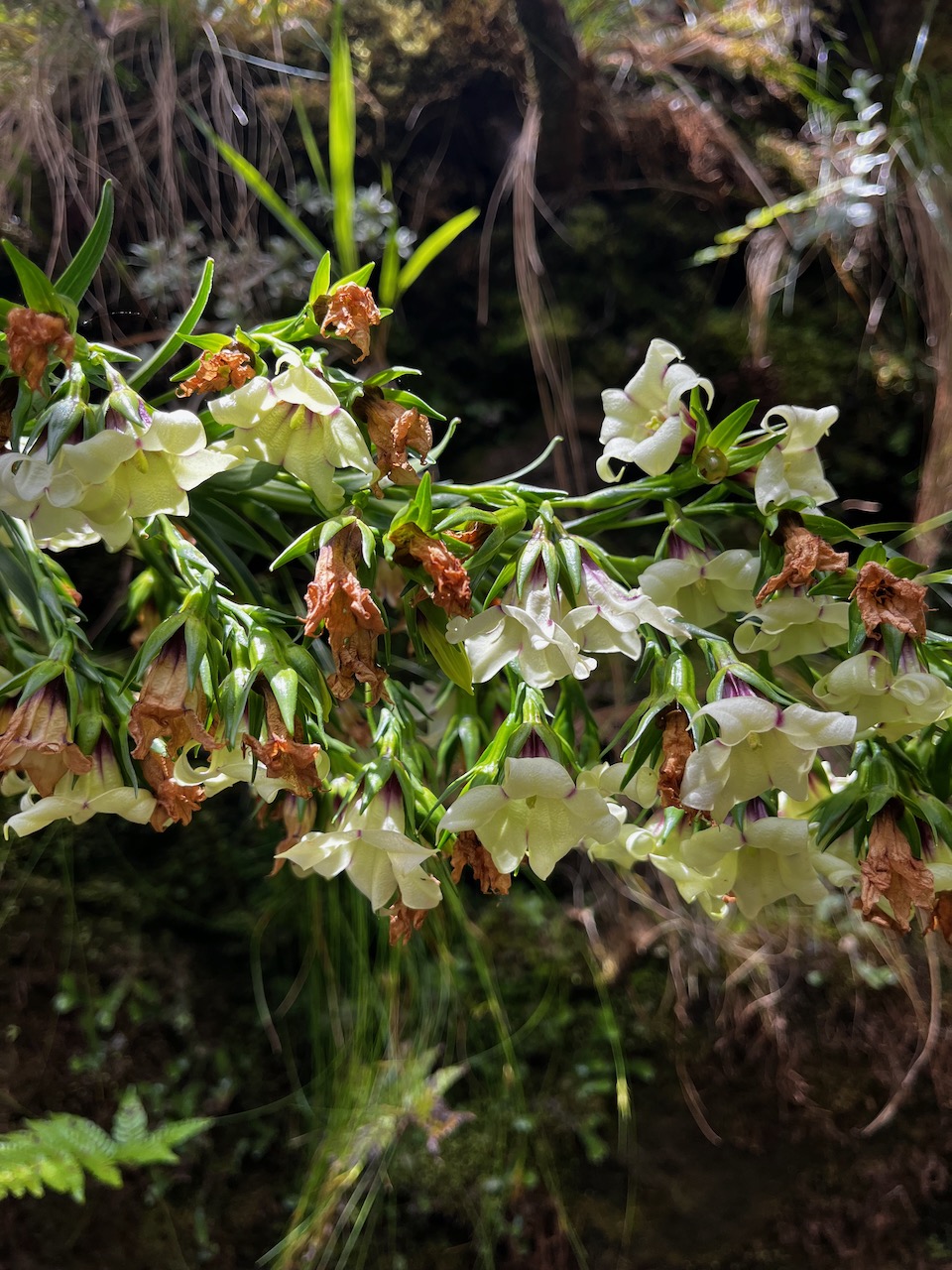 22. Heterochaenia rivalsii - Campanulacée - B.jpeg