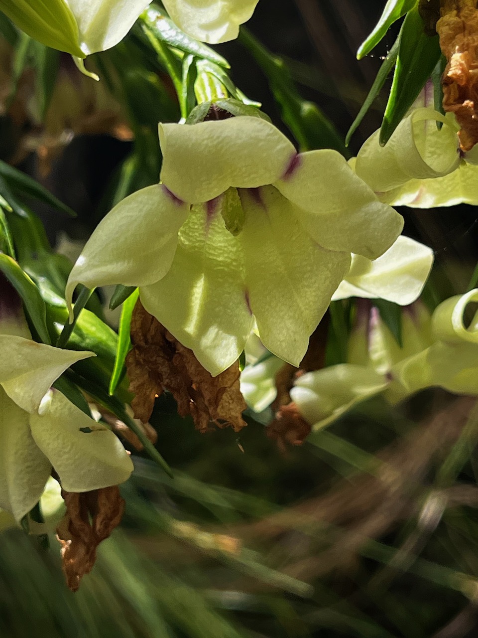 17. Heterochaenia rivalsii - Campanulacée - B  IMG_2230.HEIC.jpeg