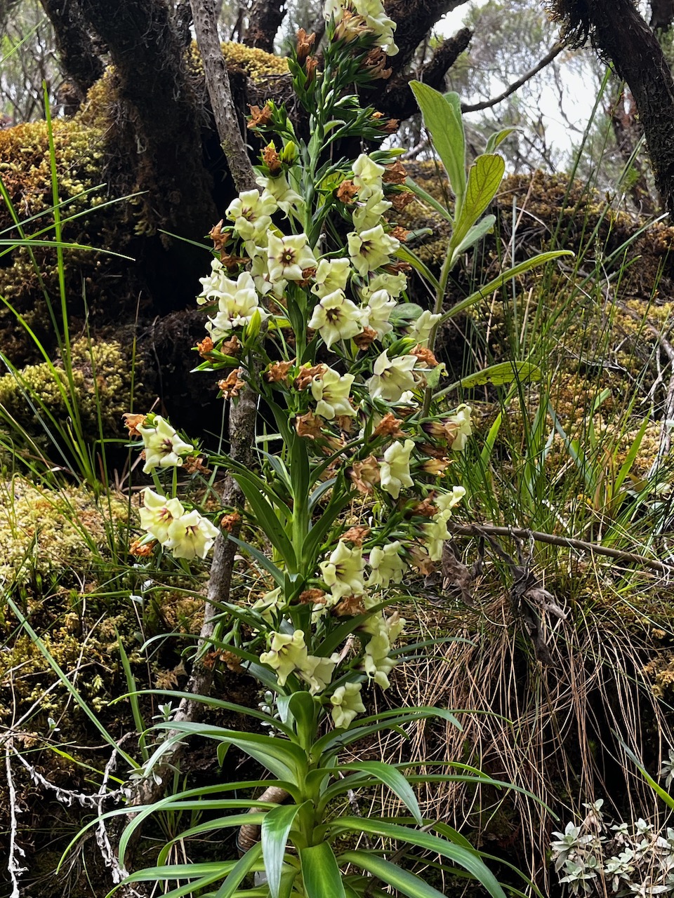 24. Heterochaenia rivalsii - Campanulacée - B.jpeg