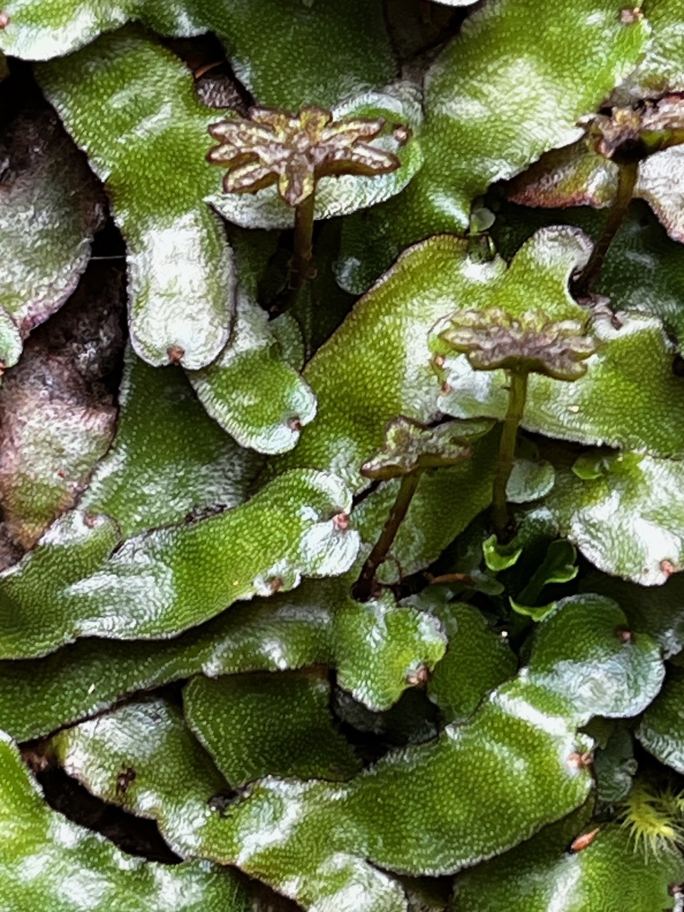 27. ??? Didymoglossum membranaceum (Trichomanes membrananceum).jpeg