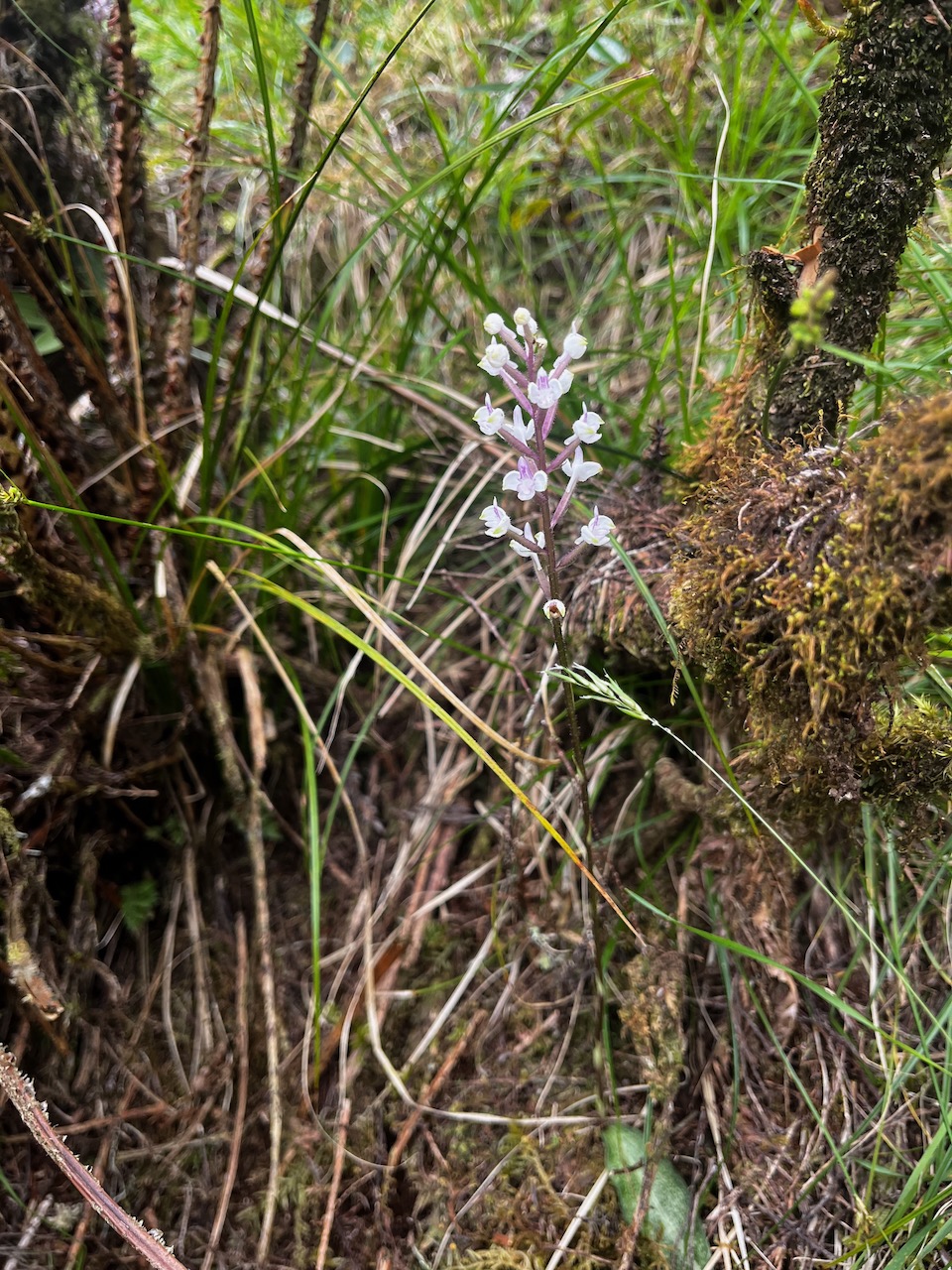 43. Cynorkis ridleyi T. Durand et Schinz Orchidaceae Indigène La Réunion.jpeg