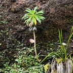 50. Heteroch&aelig;nia ??? ensifolia sur la paroi au retour.jpeg