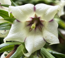 Heteroch&aelig;nia de Piton Rouge - 19NOV24