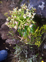 10. Heterochænia rivalsii (fleurs) vers Piton Lacroix