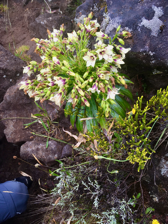 10. Heterochænia rivalsii (fleurs) vers Piton Lacroix