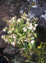 11. Heterochænia rivalsii (fleurs) vers Piton Lacroix