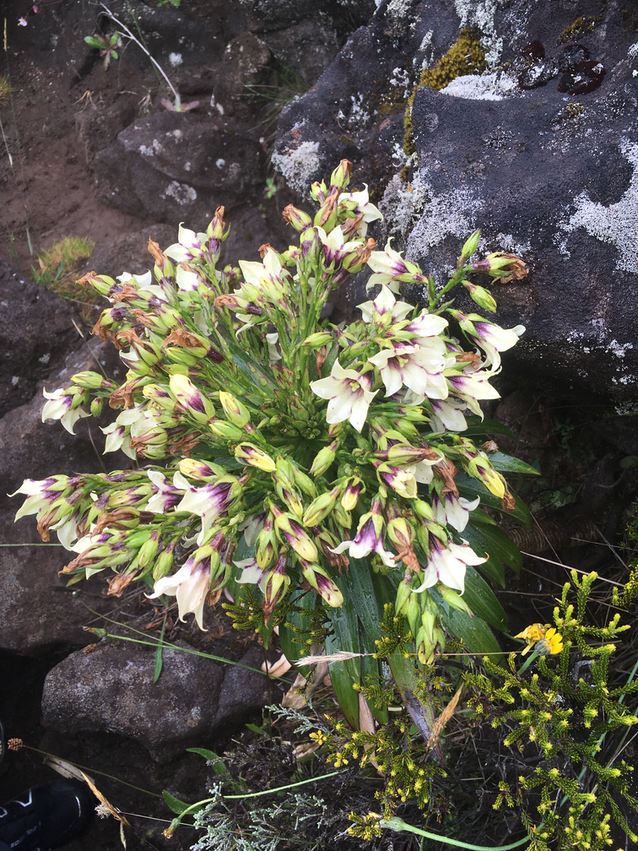 11. Heterochænia rivalsii (fleurs) vers Piton Lacroix