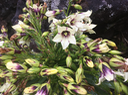 13. Heterochænia rivalsii (fleurs) vers Piton Lacroix