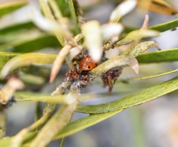 Coccinella septempunctata - coccinelle à sept points sur Tamarin des Hauts - COCCINELLINAE - Exotique (Envahissant ?) - DSC03062.jpgMB2_0132b
