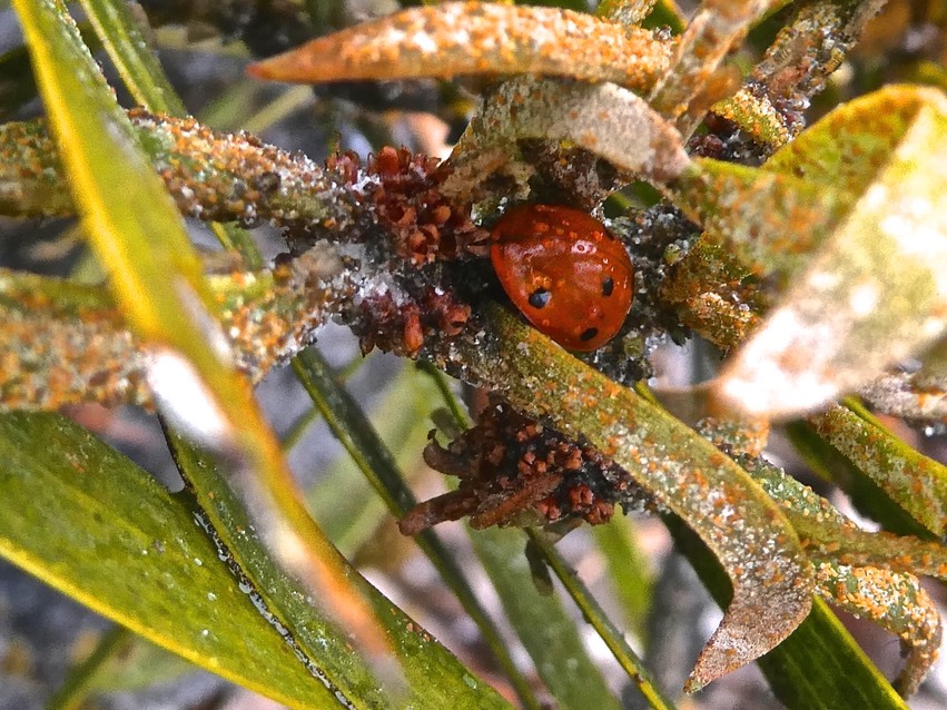 Coccinella septempunctata. coccinelle à sept points .bête à bon Dieu.coccinellidae.sur phyllodes de tamarin infesté par des psylles.P1002398