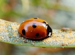 Coccinelle septempunctata