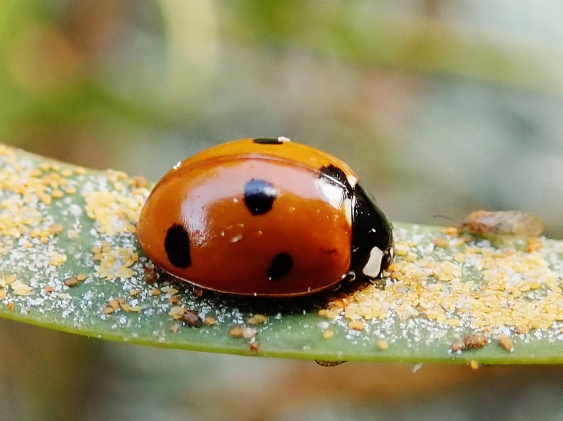 Coccinelle septempunctata