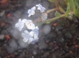 Cynoglossum borbonicum - Myosotis de Bourbon - BORAGINACEAE - Endémique Réunion - DSC03077